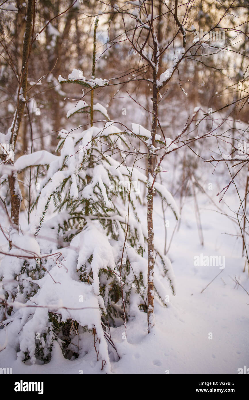 Picture of snowy landscape and tree Stock Photo - Alamy