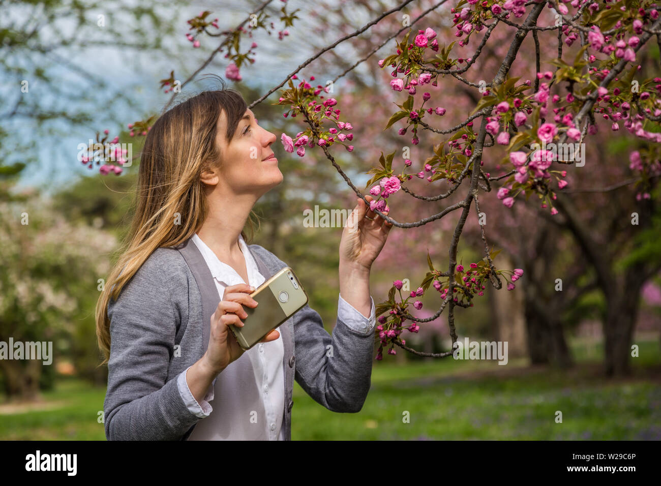 Woman photographing pink cherry blossom on a tree. Stock Photo