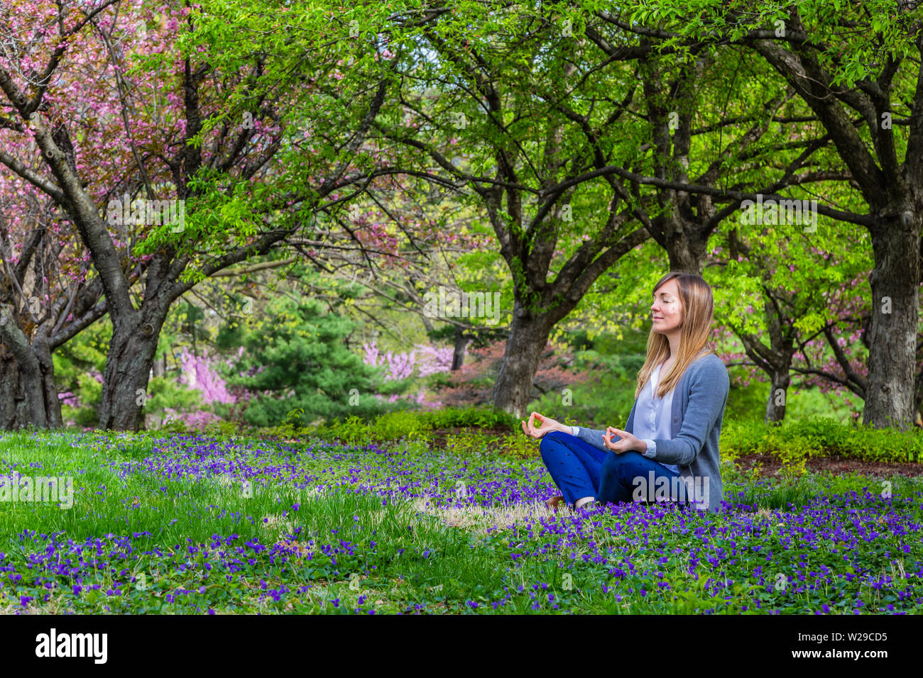 An athletic woman stretches legs under a cherry blossom tree in a park  Stock Photo - Alamy