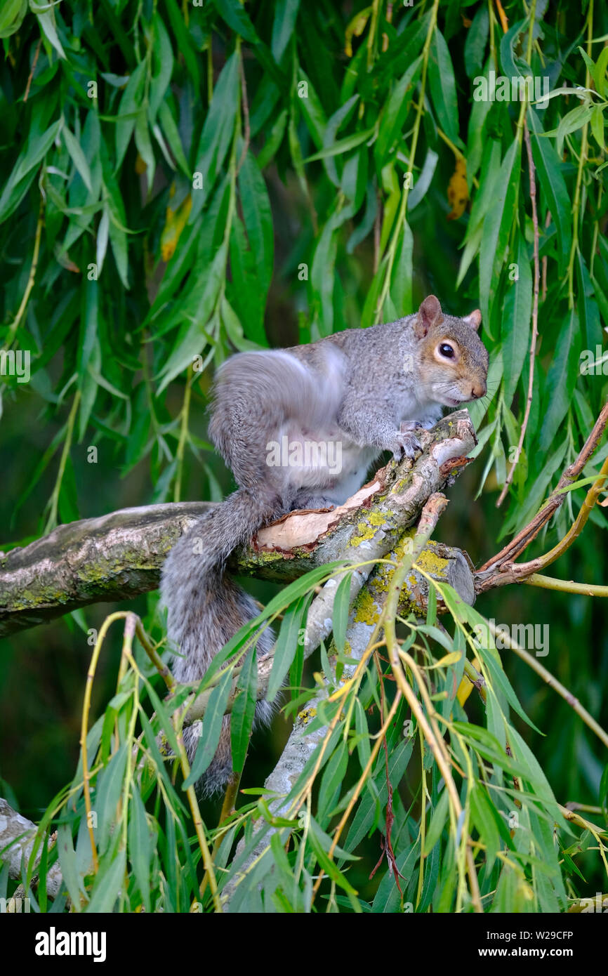 West Sussex, UK. Eastern Grey Squirrel (Sciurus carolinensis) sitting on the branch of a Weeping Willow (salix babylonica) tree and having a  scratch Stock Photo