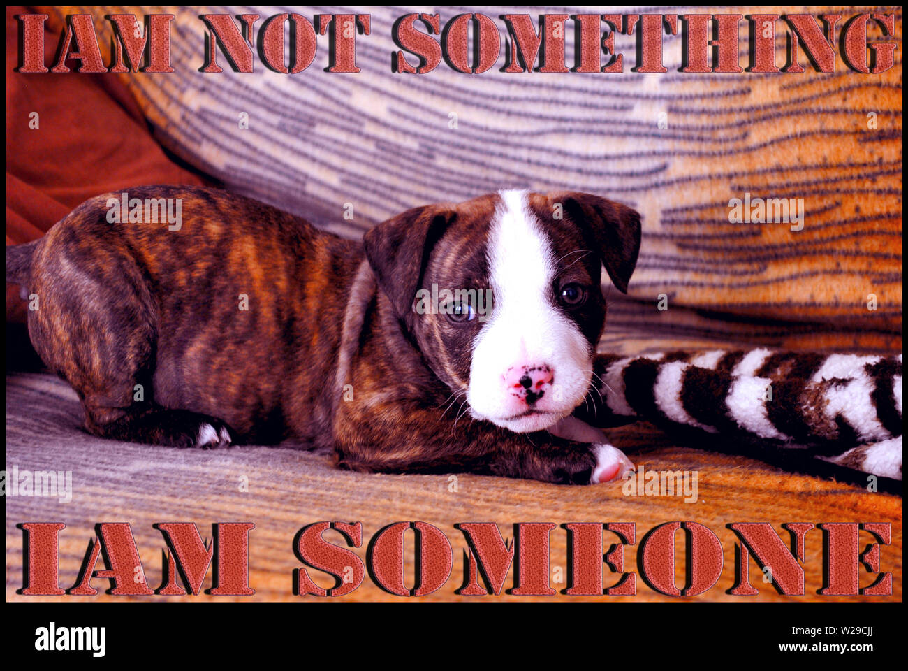 Dogs quotes quotes background fine art in high quality prints products Stock Photo