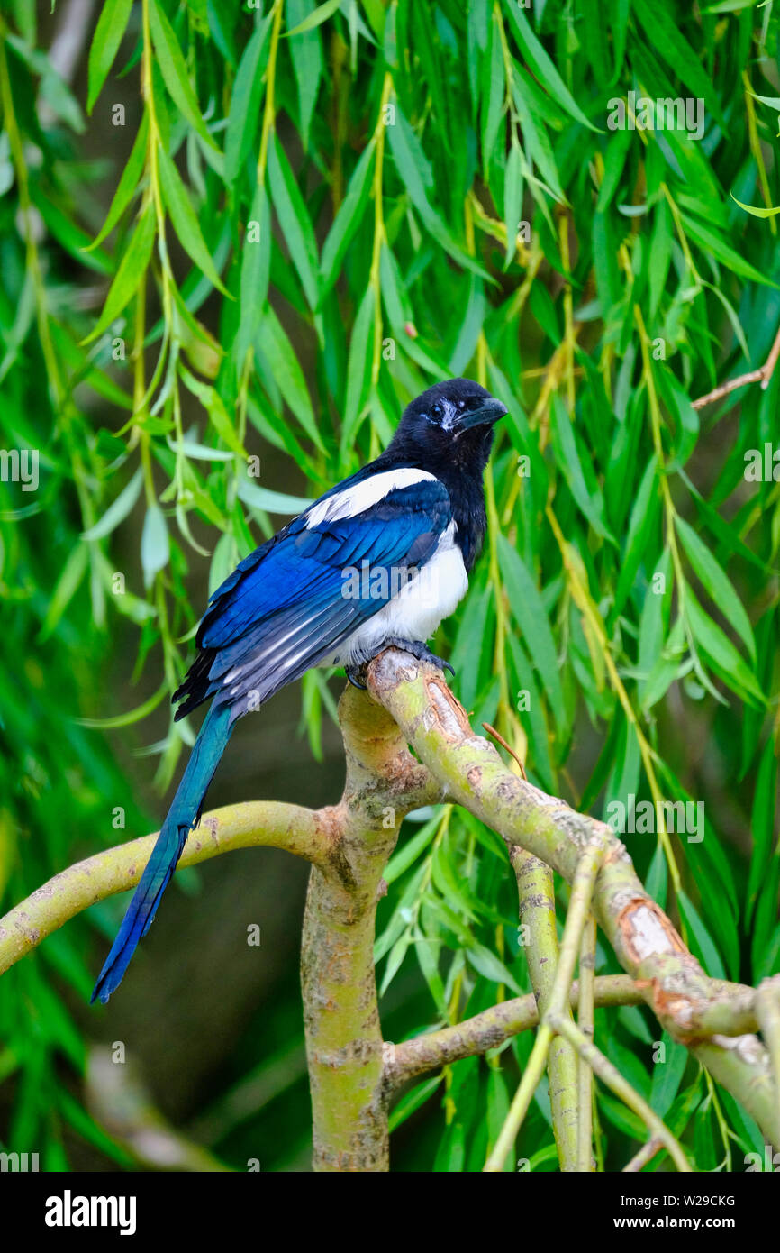 West Sussex, UK. Newly fledged Magpie (Pica pica) sitting on branch of Weeping Willow Tree (Salix babylonica) in early Summer. Stock Photo