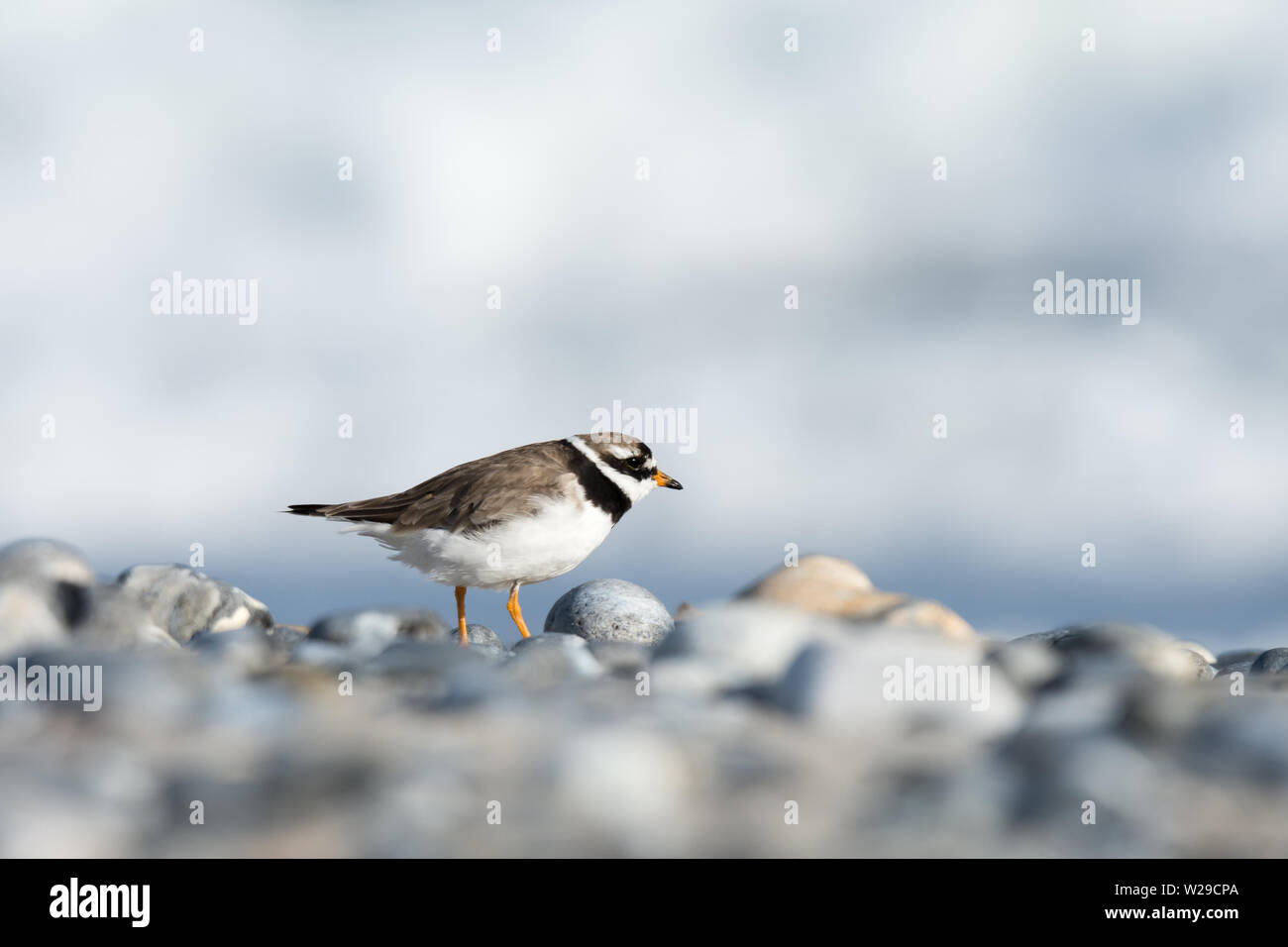 Common ringed plover (charadrius hiaticula) in breeding plumage on the stony shore of the North Sea, September, Helgoland, Germany Stock Photo