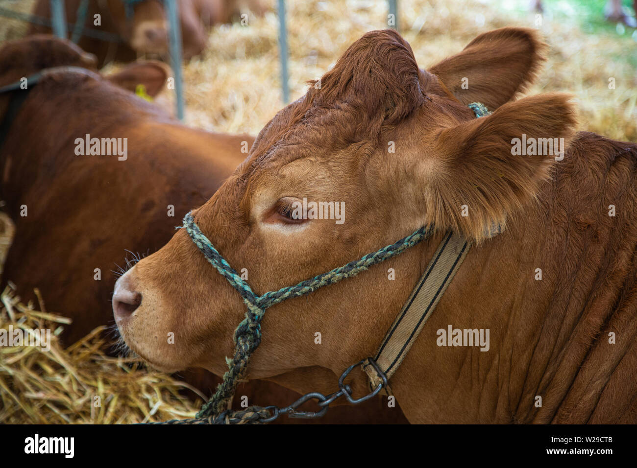 90th Kent County Show, Detling, 6th July 2019. Cattle resting in-between shows. Stock Photo
