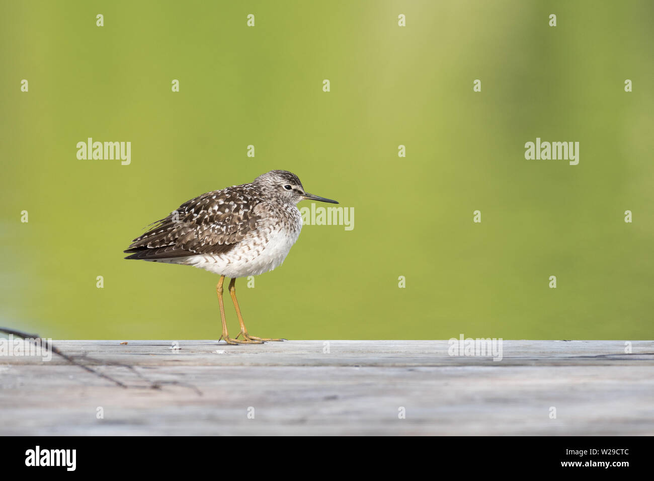 The wood sandpiper (Tringa glareola) sitting on a wooden pier on the edge of the lake, September, Finland Stock Photo