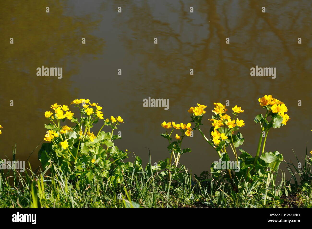 Yellow anemone (Anemone ranunculoides) on a water body8BIM%}Ý 3Ñ.;W4B6Ä-c& Stock Photo