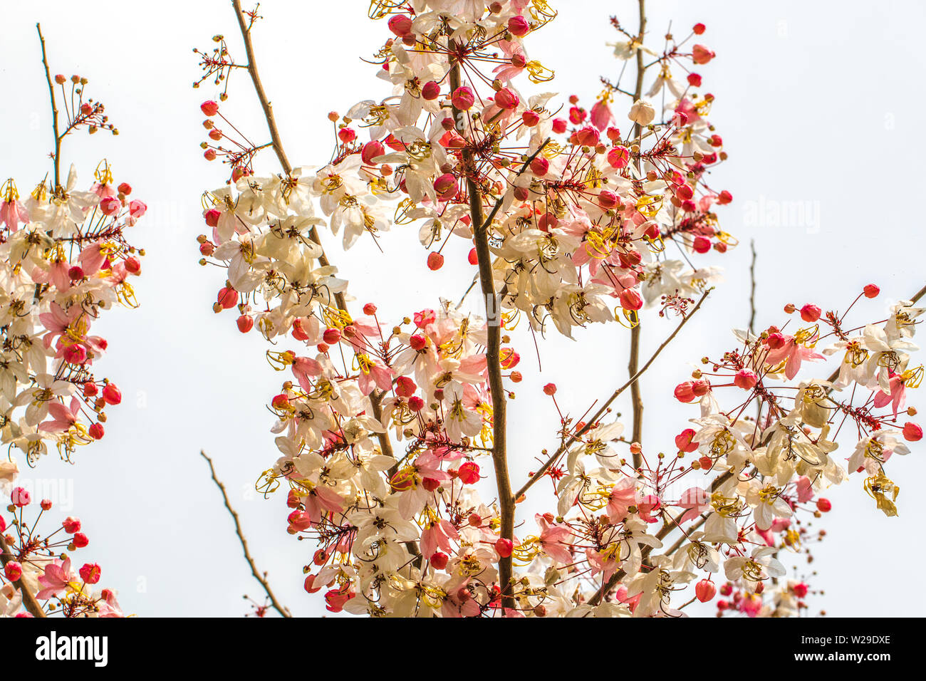 Wishing tree, pink shower, cassia bakeriana craib flower Stock Photo