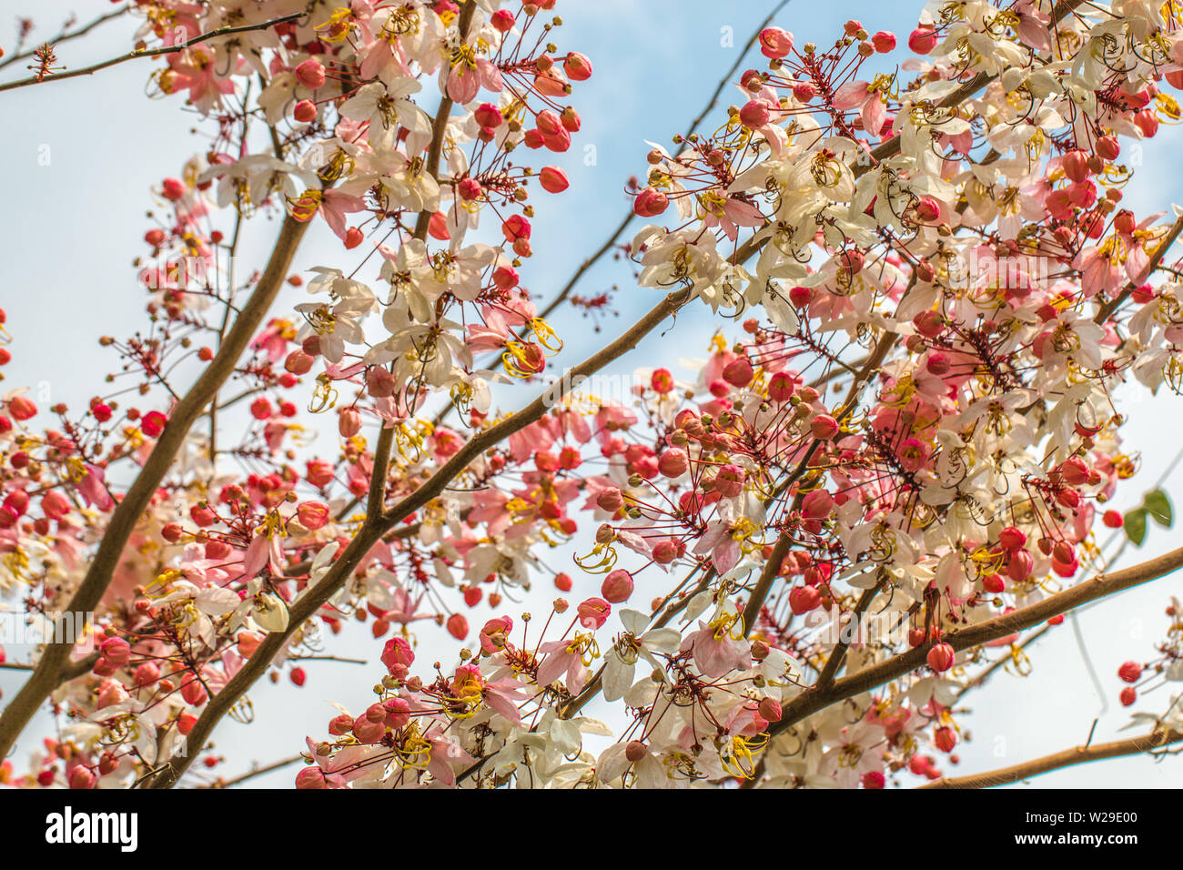 Wishing tree, pink shower, cassia bakeriana craib flower Stock Photo