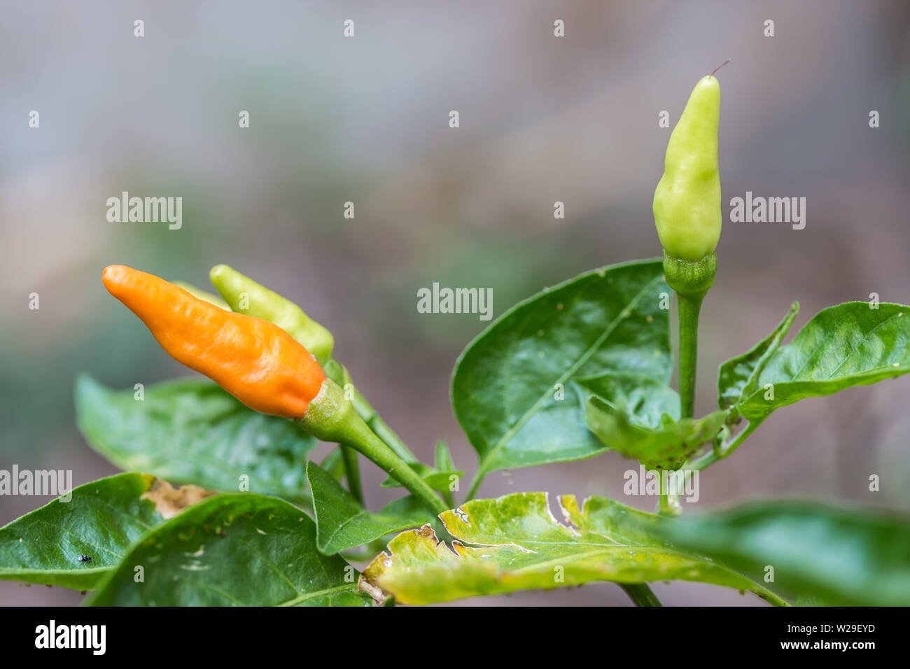 Bell peppers growing in hot garden hi-res stock photography and images ...