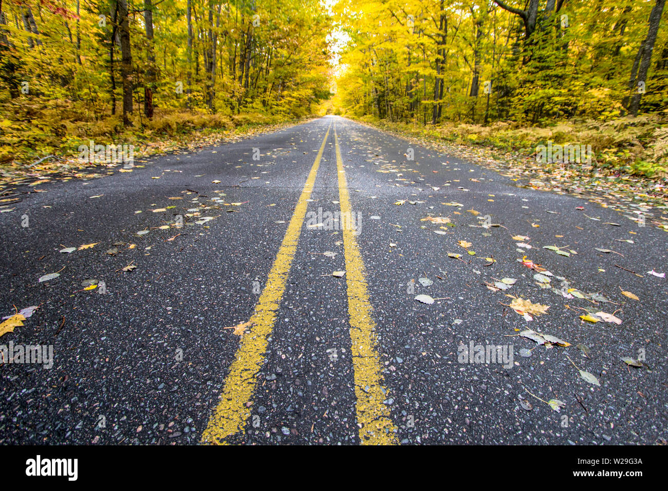 Michigan Fall Color Tour. Wide open rural road through an autumn forest ablaze with fall color Stock Photo