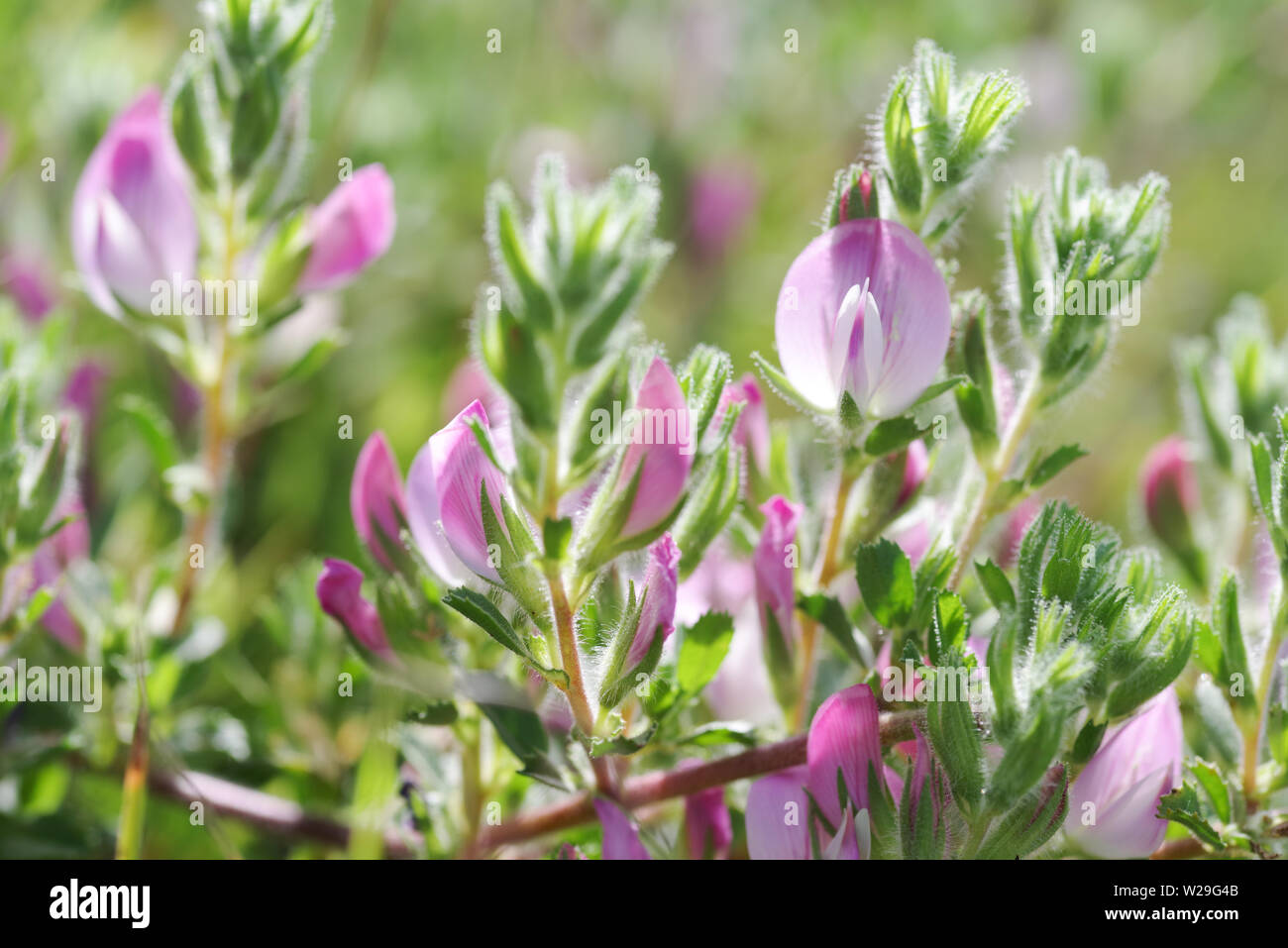 Common restharrow (Ononis repens) growing on Wolstonbury Hill - South Downs, West Sussex, UK Stock Photo