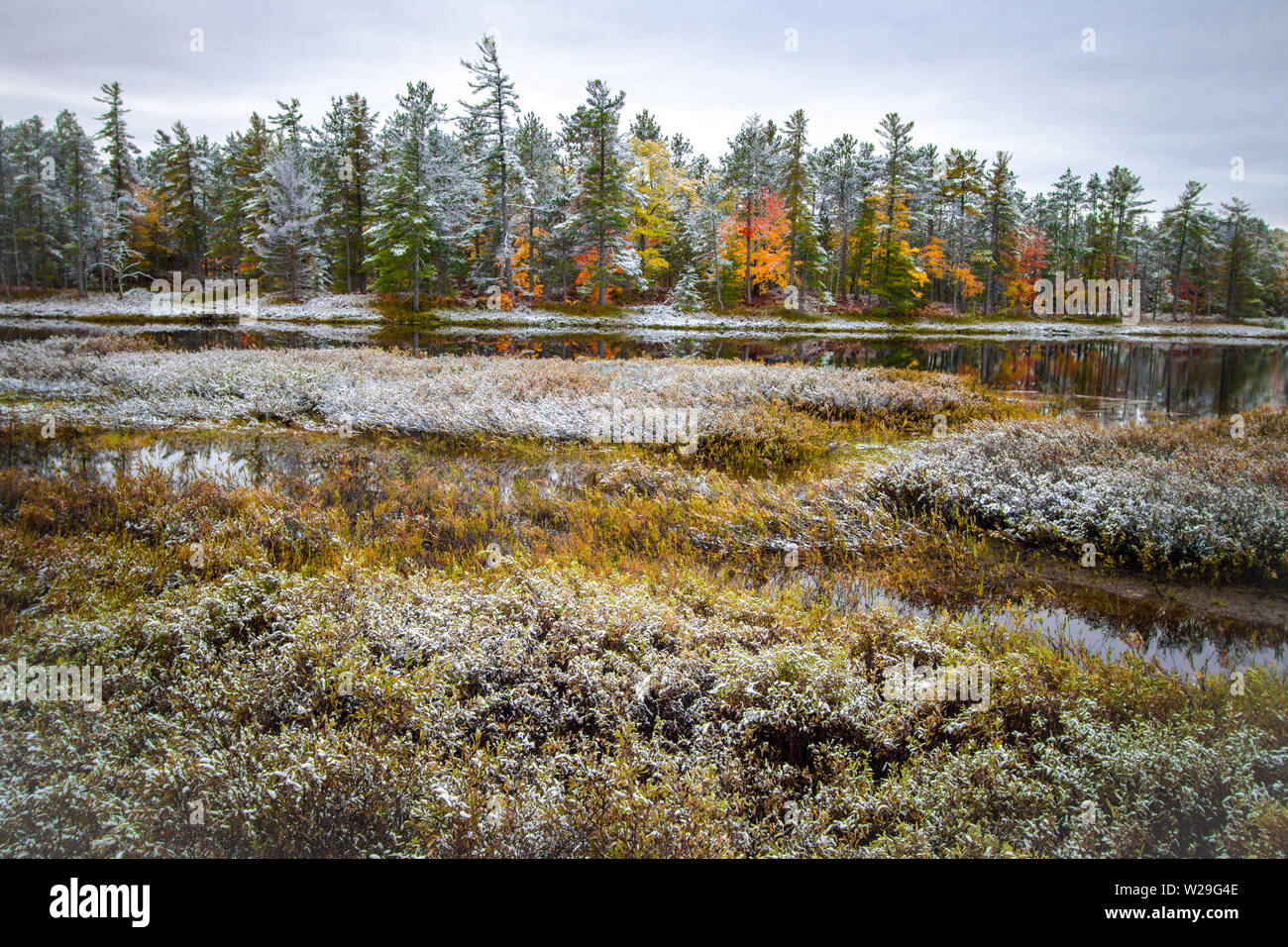 Michigan Forest First Snow Landscape. Autumn foliage covered in snow at the wetlands of Tahquamenon Falls State Park in Newberry, Michigan. Stock Photo
