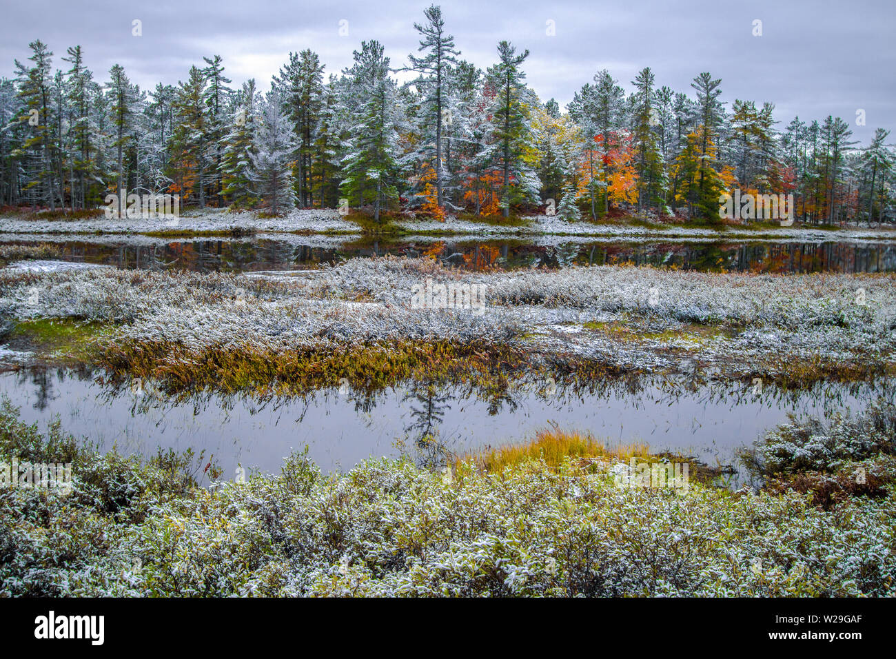 Michigan Winter Forest Landscape. Vast wilderness wetlands with fall foliage and a coating of fresh fallen snow on the scenic forest at the horizon Stock Photo