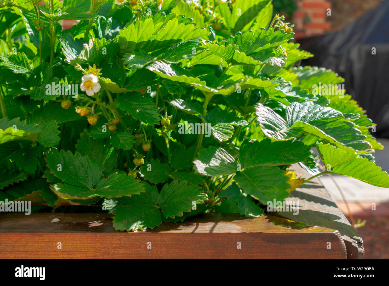 Wooden raised beds in an city urban garden with growing strawberries ...