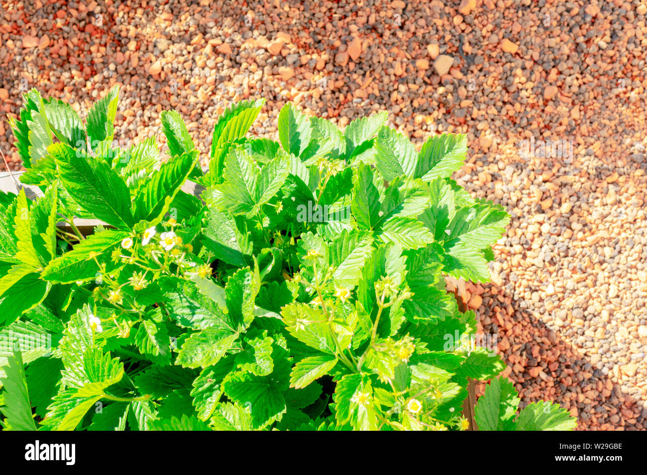 Top view to raised beds in an city urban garden with growing ...