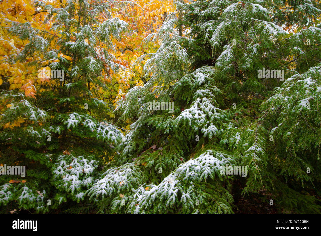 First Snow Of The Season. Fresh snow on Michigan pine trees with vibrant fall foliage in the background as two seasons collide. Stock Photo