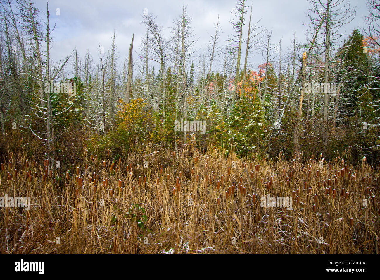 Autumn Wetlands. Northern Michigan forest wetlands landscape in autumn Stock Photo
