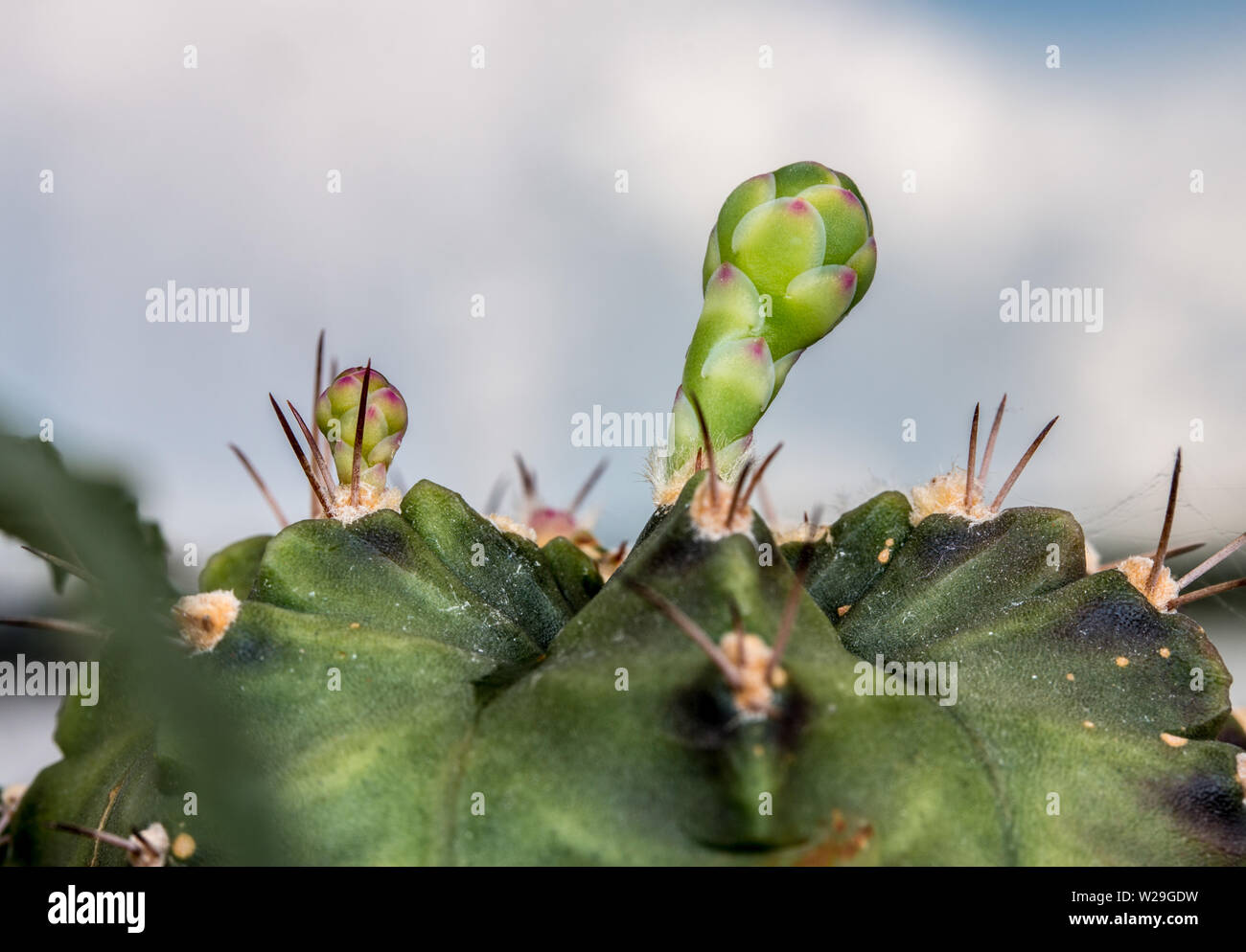 Budding Gymnocalycium cactus flower Stock Photo Alamy