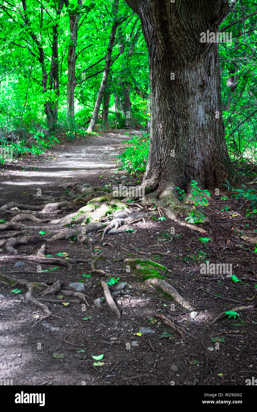 Nature image tree in forest with roots Stock Photo