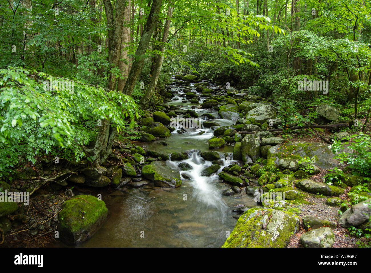 Great Smoky Mountain Stream. Peaceful mountain stream flows through the pristine wilderness of the Great Smoky Mountains National Park. Stock Photo