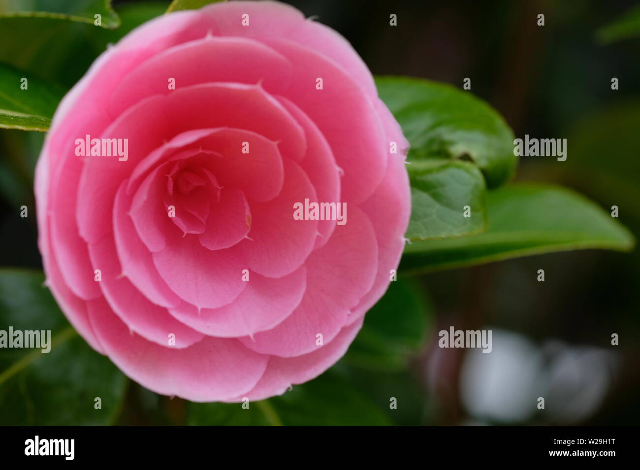 One pink flower and leaves hi-res stock photography and images - Alamy