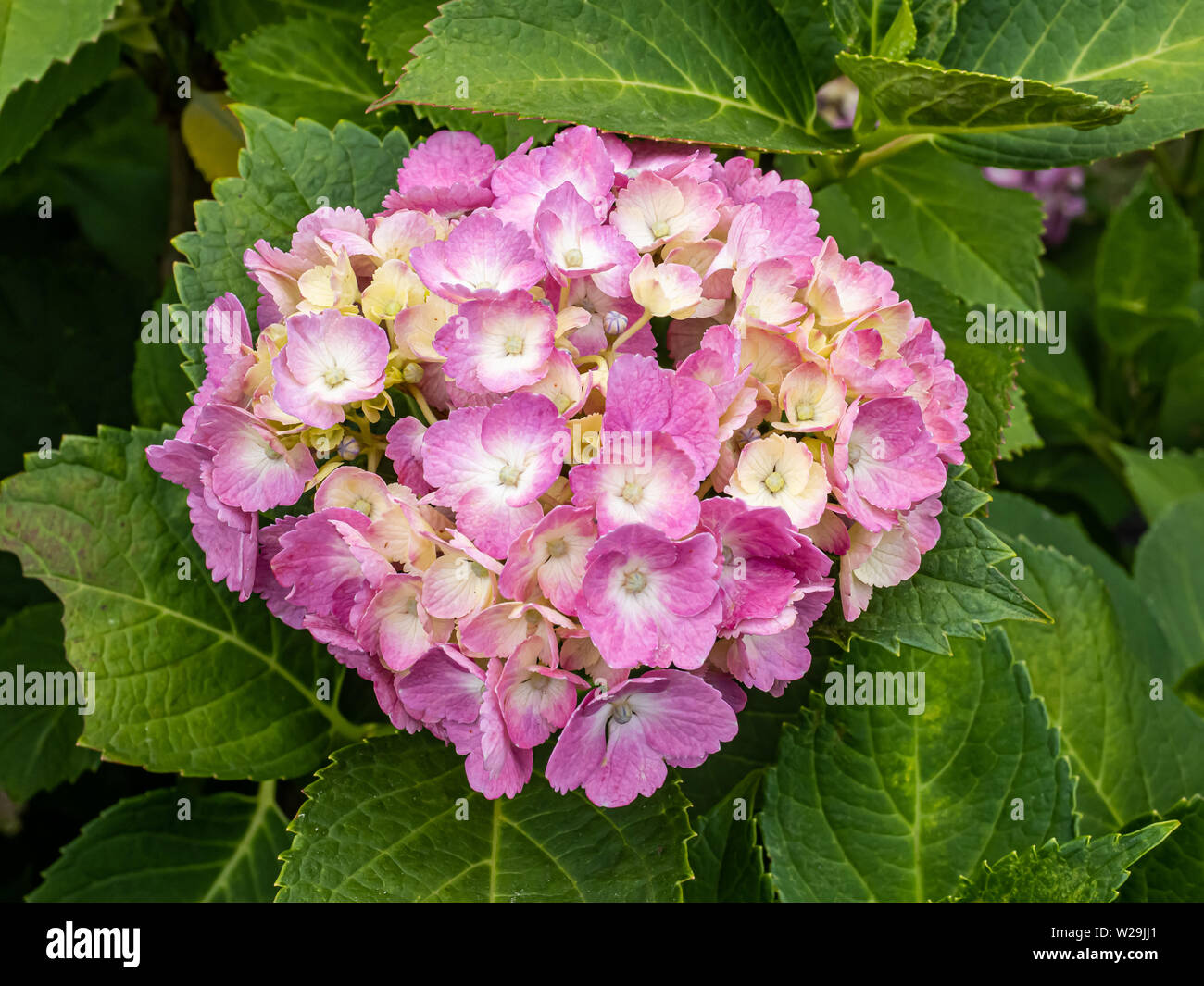 Hydrangea japan forest hires stock photography and images Alamy