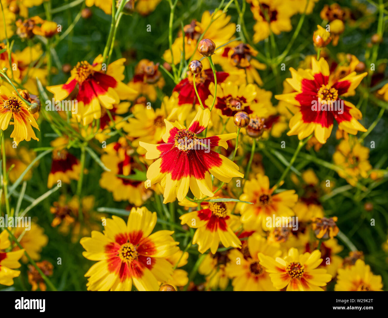 Plains Coreopsis