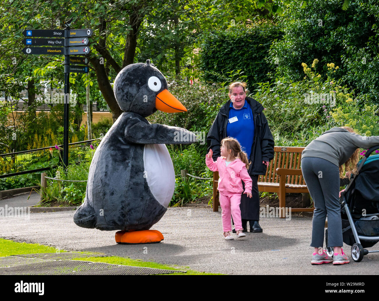 Penguin edinburgh zoo hi-res stock photography and images - Alamy