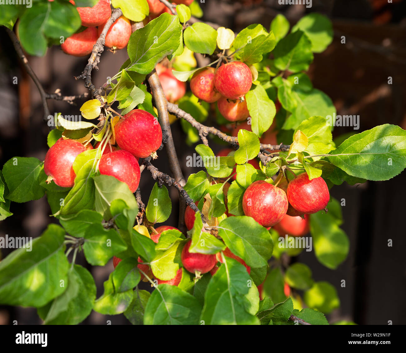 Autumn Crab Apples on a Tree Stock Photo Alamy