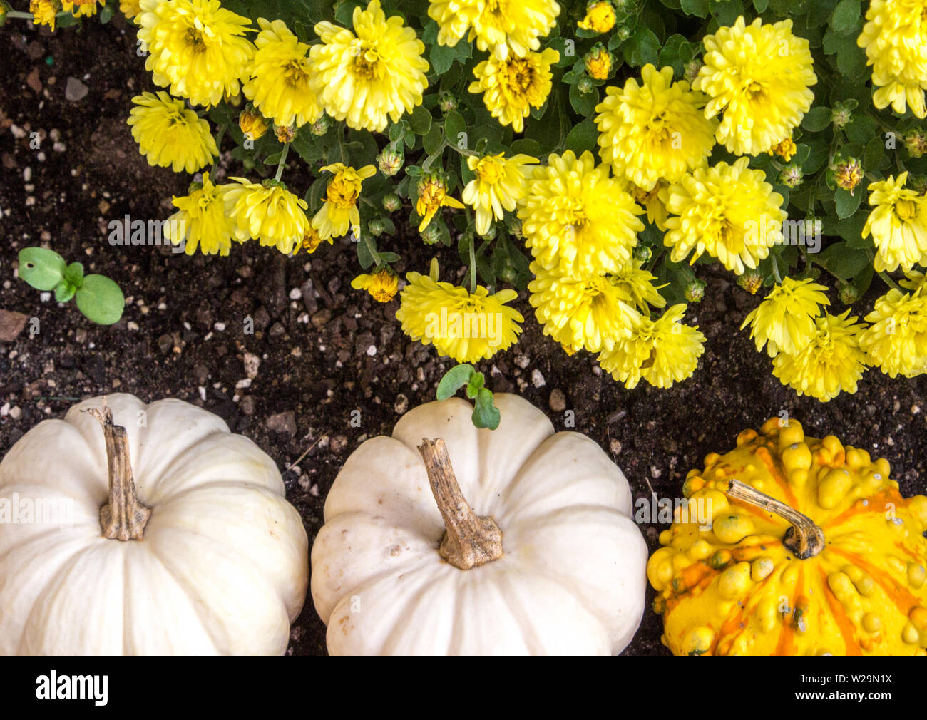 Autumn Harvest Background. Pumpkins and gourds paired with vibrant colored Chrysanthemums in rich black garden soil. Stock Photo