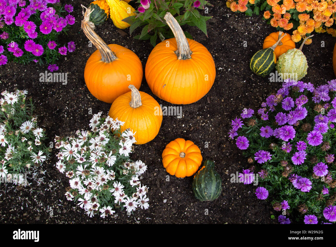 Autumn Harvest Background. Pumpkins and vibrant colored Chrysanthemums in rich black garden soil. Shot from above with bright natural color. Stock Photo