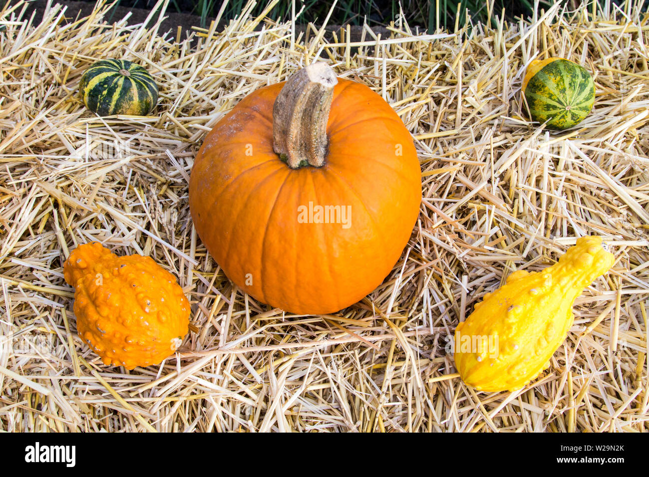Autumn Harvest Background. Pumpkins, squash and gourds on a hay bale. Stock Photo
