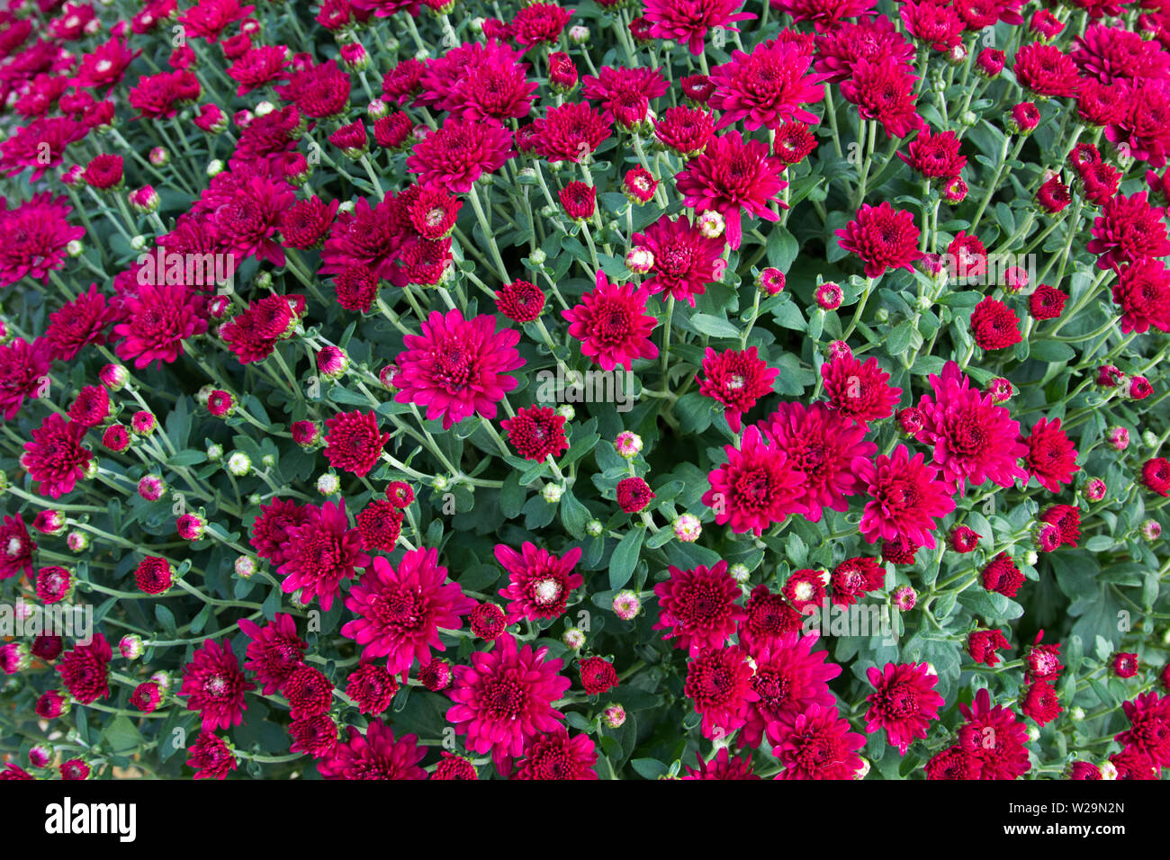 Vibrant burgundy colored mums shot from above. Stock Photo