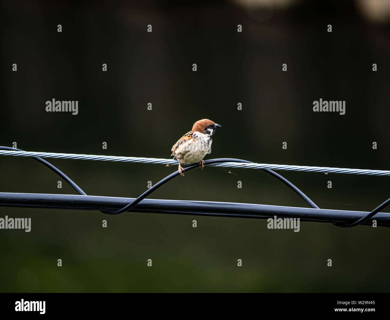 Eurasian tree sparrow, passer montanus, perches on a power line in