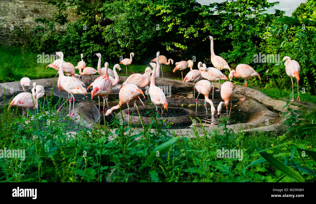 Wading birds, Chilean flamingoes in pond, UK Stock Photo