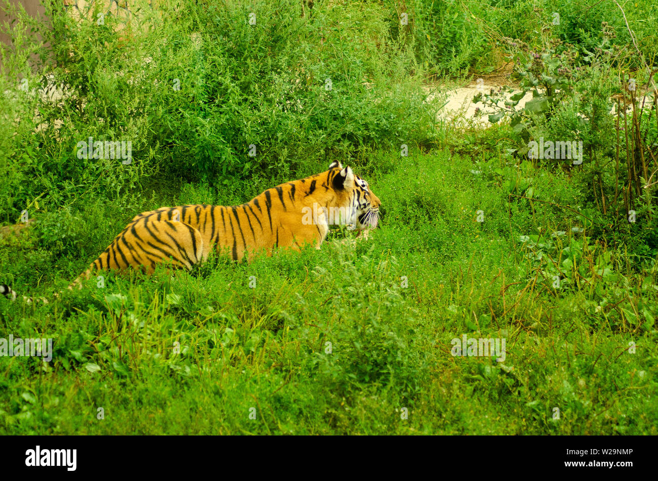 A Tiger gnawing on meat. Stock Photo