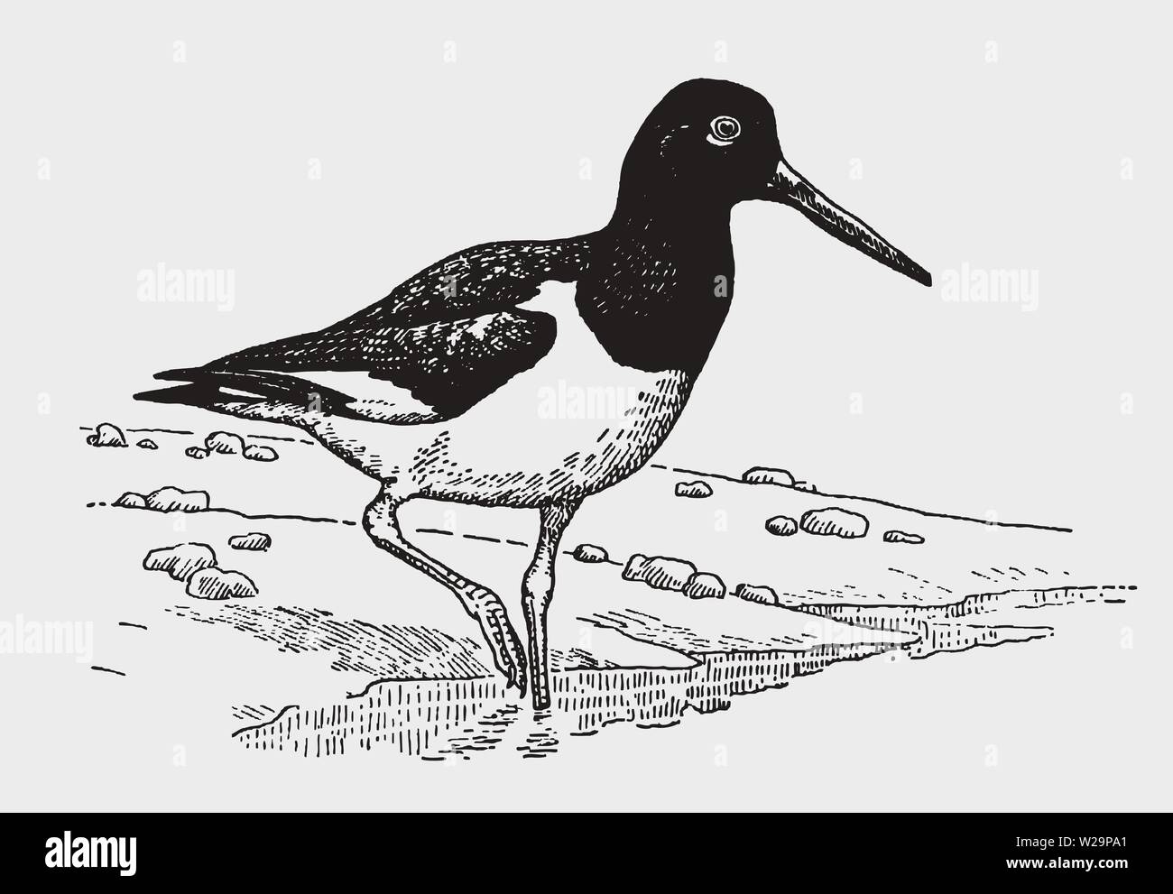 Oystercatcher walking Stock Vector Images Alamy