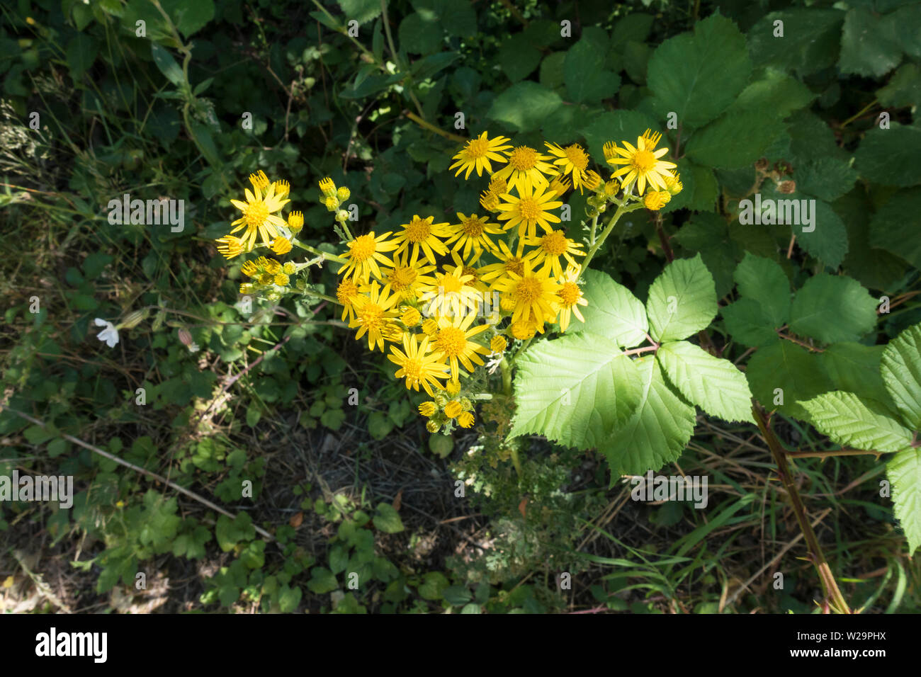 Common Ragwort flower head Stock Photo - Alamy
