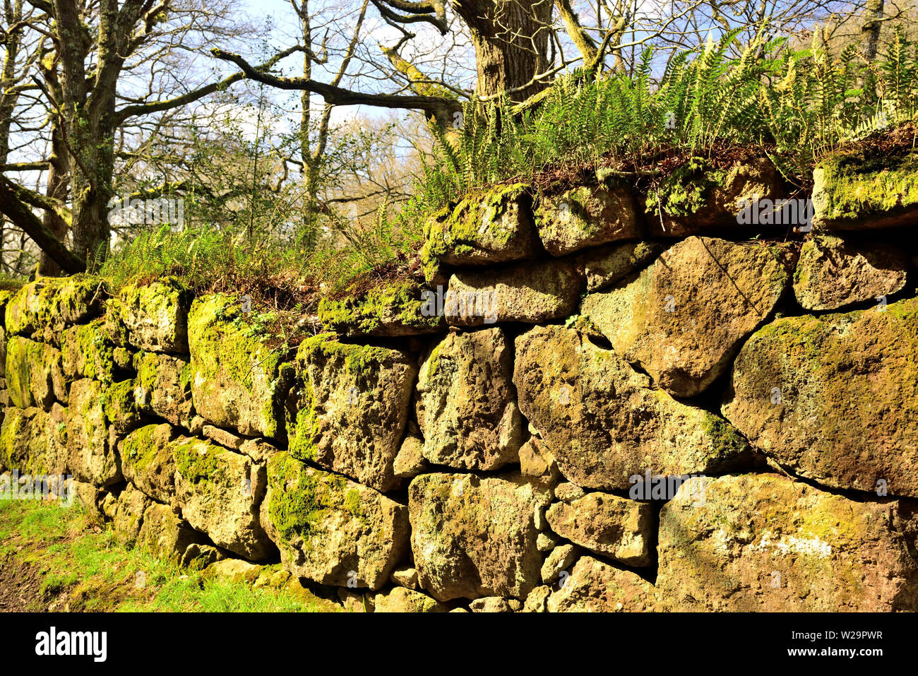 Ferns and moss growing on a dry stone wall. Stock Photo