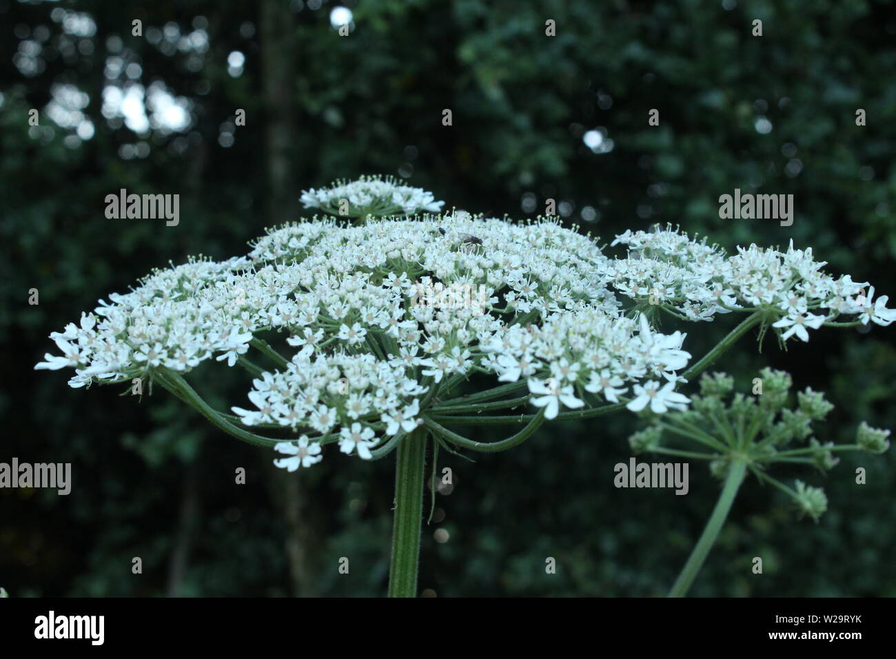 Close up of large white flower in front of trees on a sunny day Stock Photo