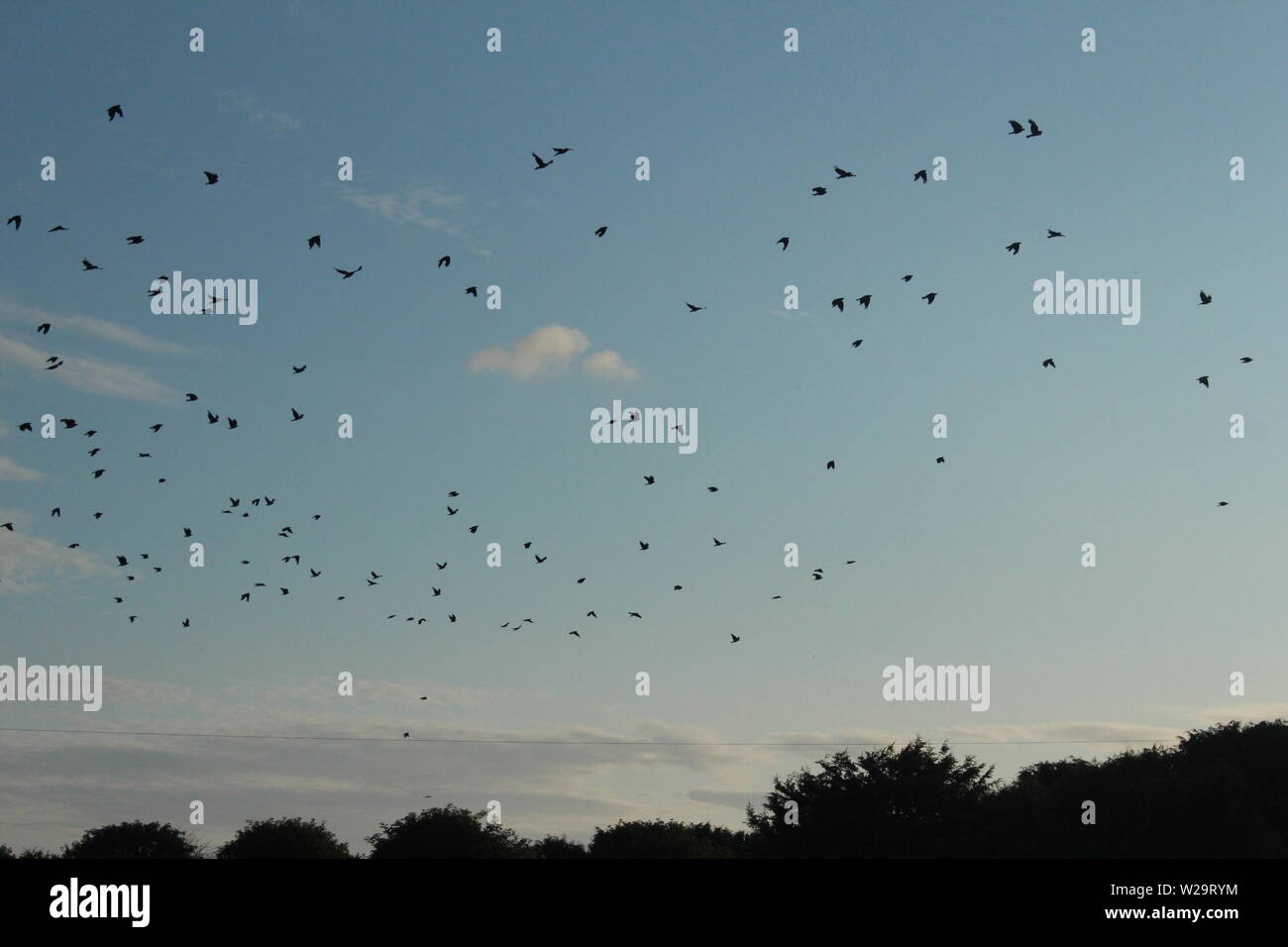 Image of a flock of black birds flying through a clear, blue sky above trees Stock Photo