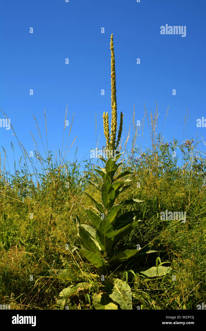 single verbascum with closed flowers in early july beside a field, great mullein or common mullein or verbascum in front of azure sky as rural backdro Stock Photo