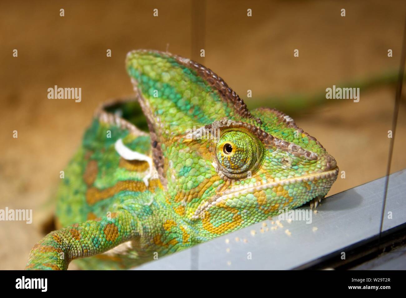 Yemen Chameleon in a terrarium Stock Photo