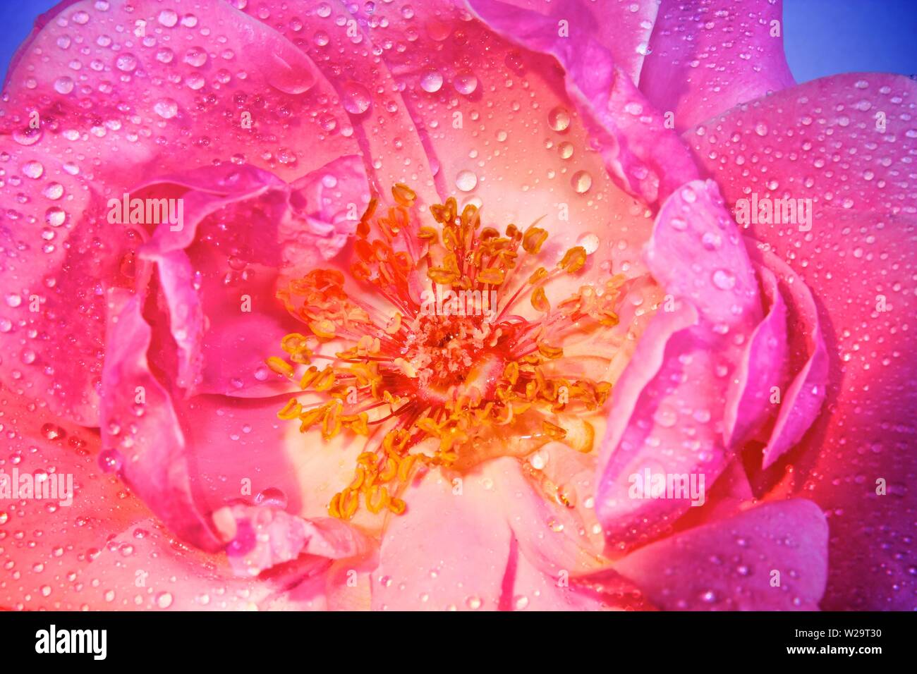 Pink rose dew Stock Photo