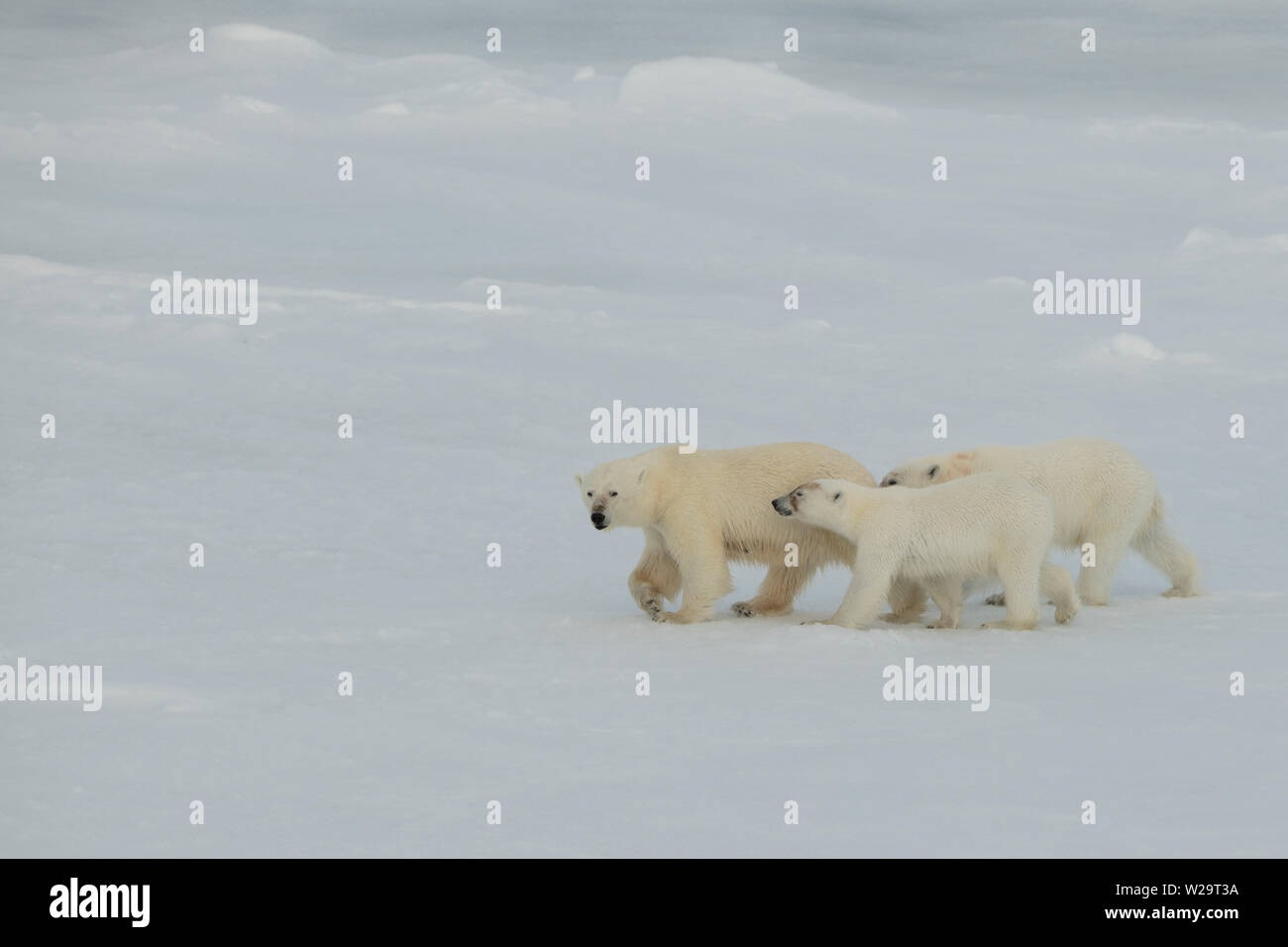 Russia, High Arctic, Franz Josef Land. Polar bear (WILD Ursus