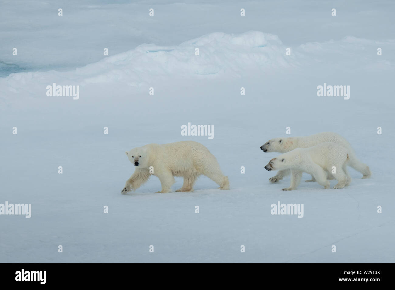Russia, High Arctic, Franz Josef Land. Polar bear (WILD Ursus
