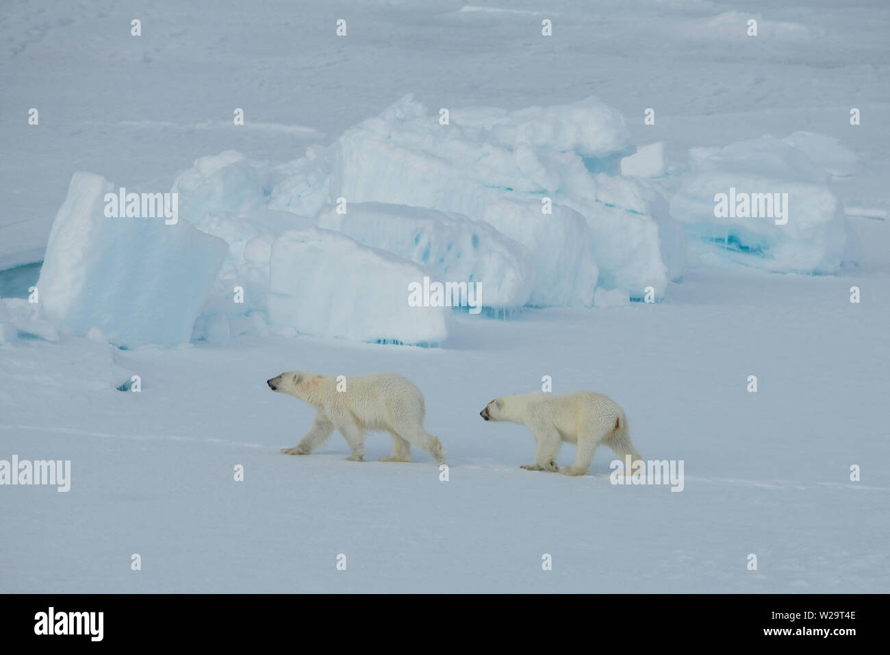 Russia, High Arctic, Franz Josef Land. Polar bear (WILD Ursus