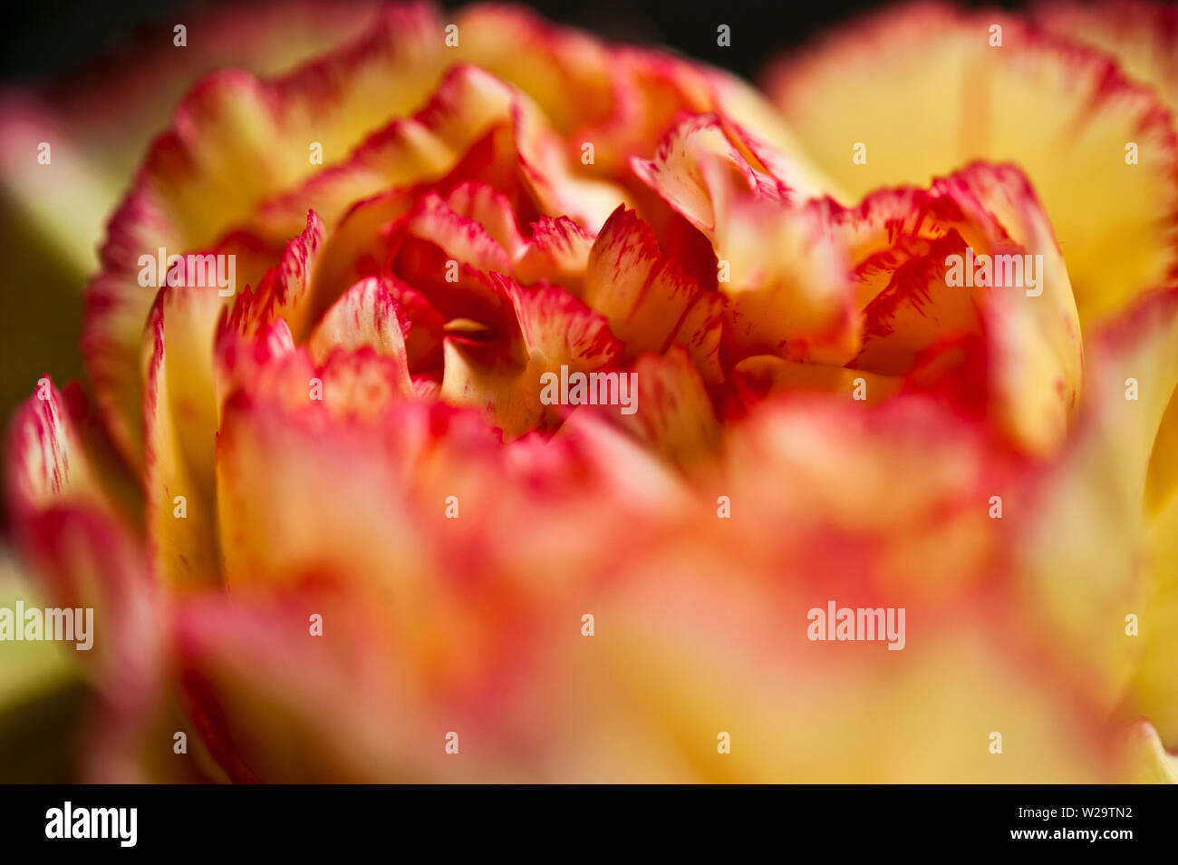 Carnation petals hires stock photography and images Alamy