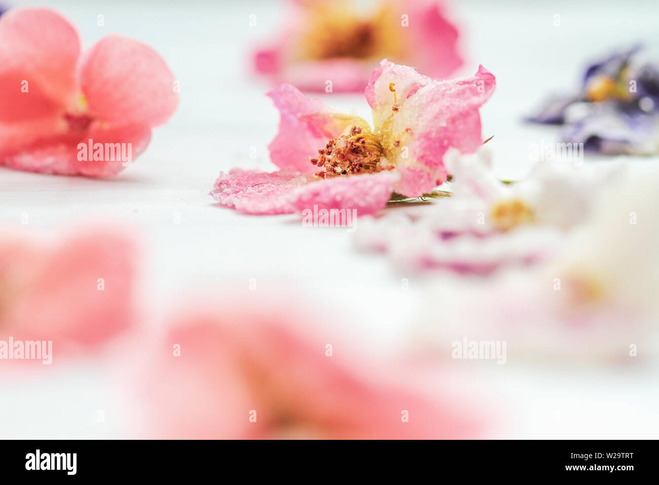 Homemade sugared or crystallized edible flowers on a white wooden rustic table. Selective focus on rose in center with blurred foreground and backgrou Stock Photo