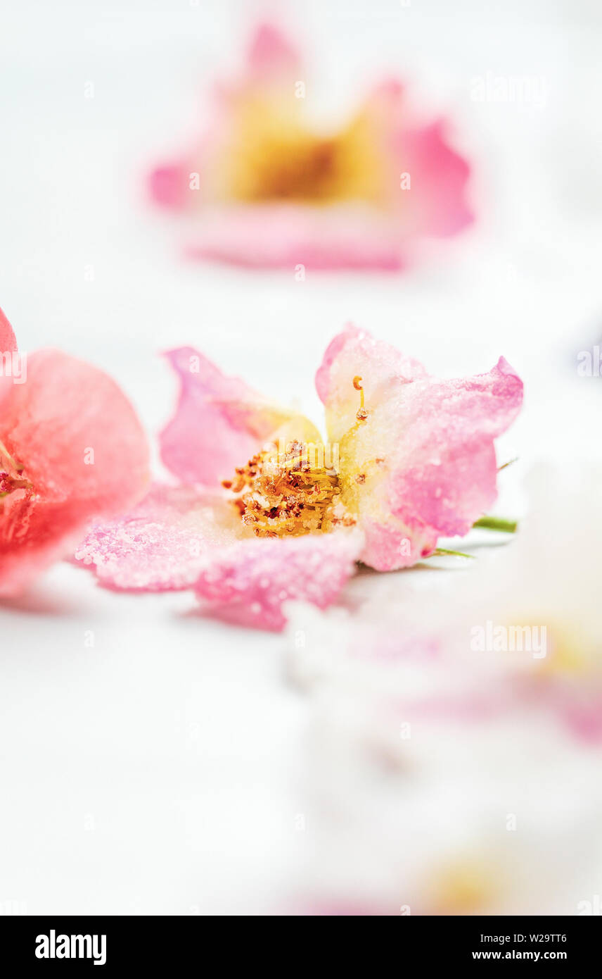 Homemade sugared or crystallized edible rose flowers on a white wooden rustic table. Selective focus with blurred background. Stock Photo